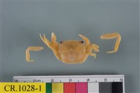 藏品(絨毛近方蟹)的圖片